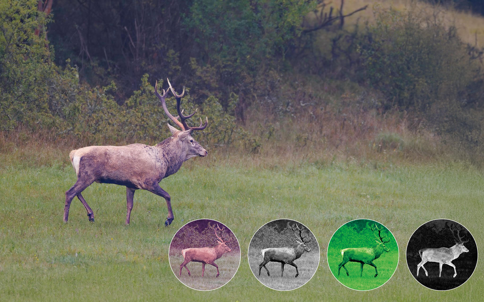 Pulsar Symbion LRF DXT50 multispektralni binokular (termovizijski/digitalni). 1280×1024, s-netd 20 - Слика 12